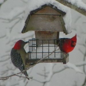 Meet your Posher, Lorrie